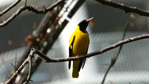 Black-hooded Oriole Stock Footage 150472979
