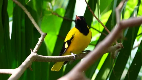 Black-hooded Oriole Stock Footage 150473024