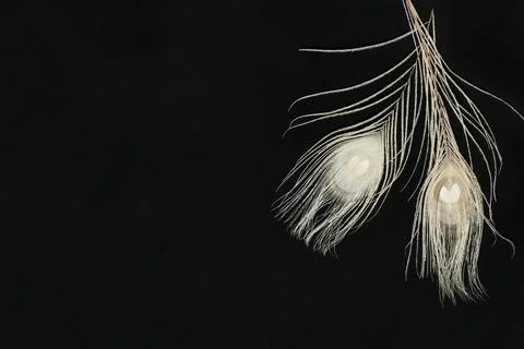 Black Horizontal Background With White Ranunculus Flowers And Feathers Stock Photos