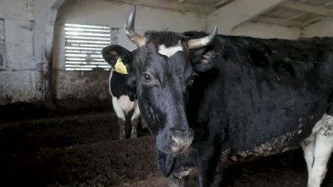 Black Horned Cow Standing Inside Rustic Farm Barn Stock Footage 340234531