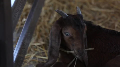 Black horned goat eats feed in the barn Stock Footage 250196770