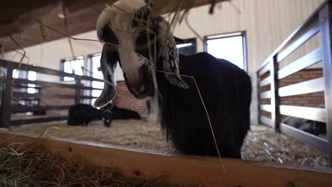 Black horned goat eats feed in the barn Video stock 250196927
