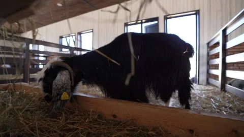 Black horned goat eats feed in the barn Video stock 250197059