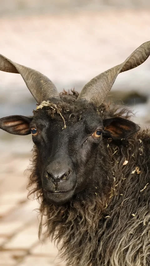 A black horned sheep is shown in a close portrait inside an enclosure. The scene Stock Footage 325741061