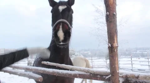 Black horse with a background of snow Stock Footage 45490989