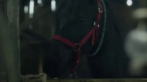 Black Horse in a Barn Stock Footage 77338254