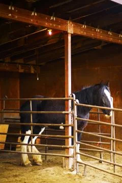 Black horse in a barn Stock Photos