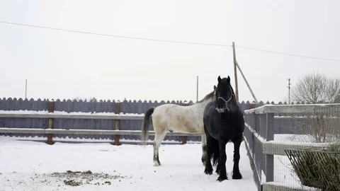 Black horse chews the snow in the paddock Stock Footage
