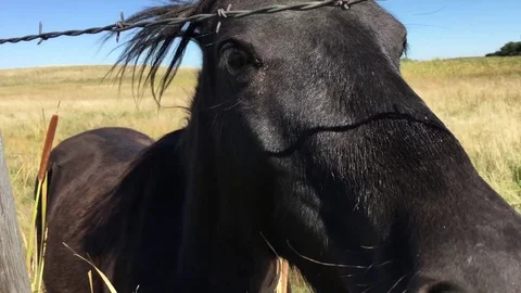 Black Horse Close Up Video stock 79932117