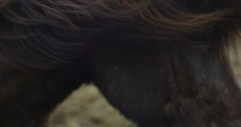 Black horse close up Stock Footage 89455534