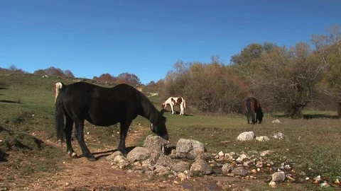 Black horse drinking at the well Stock Footage 94037658