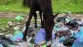 Black horse on dump waste HD Footage