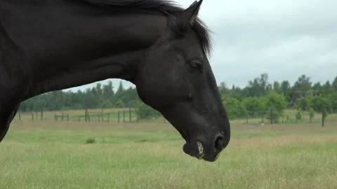 A black horse eats in the field Stock Footage 134664705