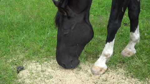 A black horse eats in the field Stock Footage 134664745