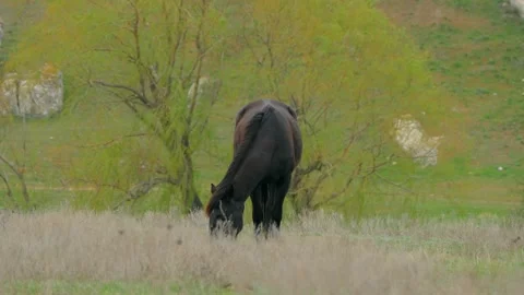 The black horse eats the grass with his head bowed. Stock-Footage 91078714
