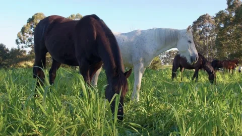 A black horse eats grass next to a white horse Video stock 138671657