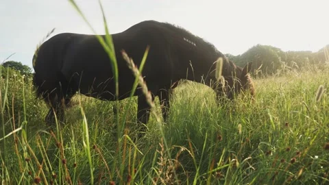 Black horse eats grass at sunset Stock Footage 162633110