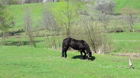Black horse 動画素材 49311167