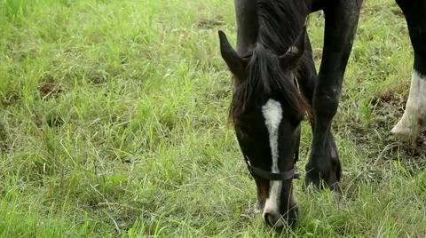 Black Horse 스톡 동영상 51364413