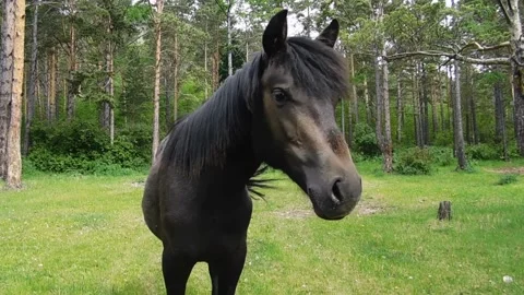 Black horse Stock Footage 134333386
