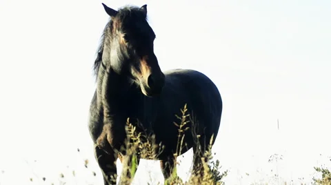 Black horse freely graze on wild idyllic field. Stock Footage
