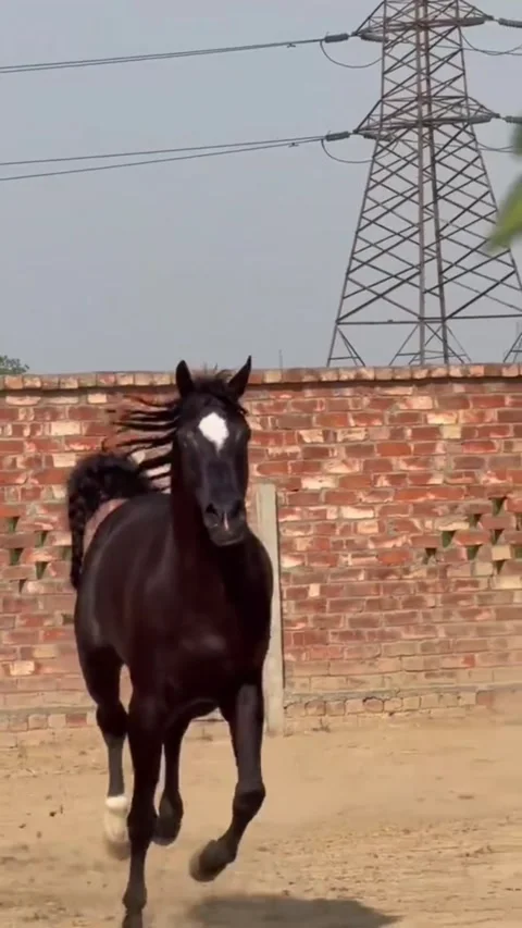 Black Horse Galloping in Open Ground. Vídeos de archivo 336015212