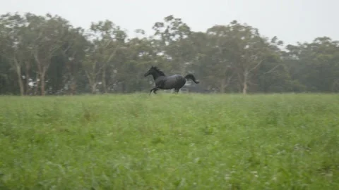 A black horse galloping through a field Stock Footage