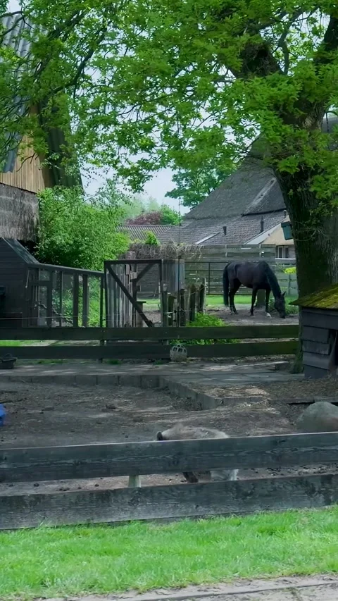 Black horse grazing peacefully in a rustic farmyard Stock Footage 338034760