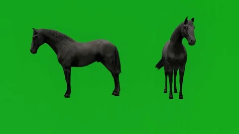 black horse green screen on green screen... | Stock Video | Pond5