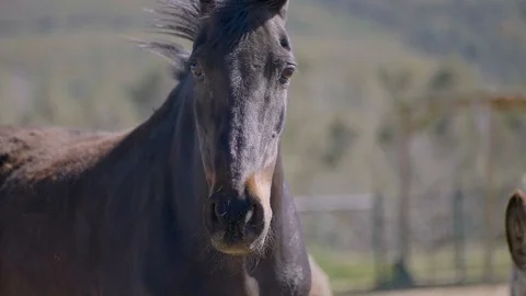 Black horse with hair moving in slow motion Stock Footage