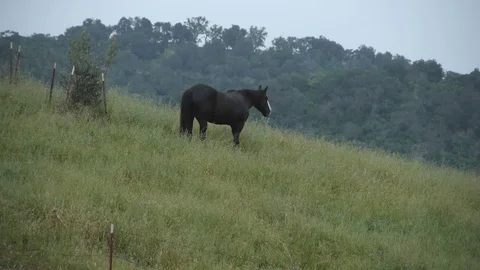 Black Horse on Hill Stock Footage 76033728