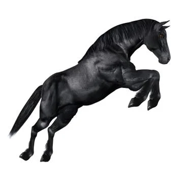 Black horse Stock-Illustration