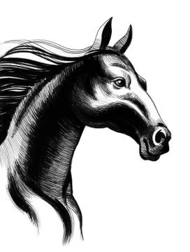 Black horse Stock Illustration