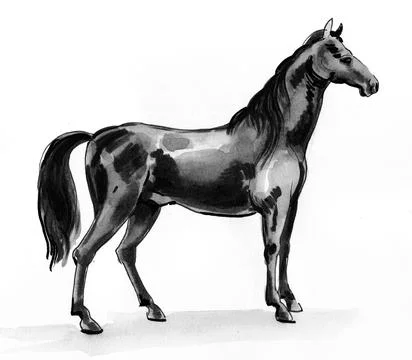 Black horse Illustrazione stock