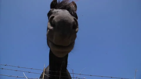 Black horse looking at camera in field pasture Stock Footage 138250311