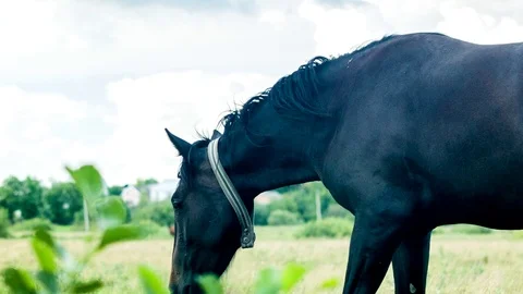 Black horse in a meadow Stock Footage 70159644