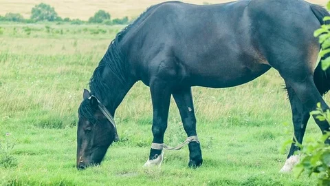 Black horse in a meadow Stock Footage 70159692