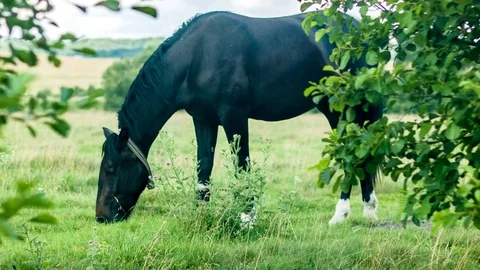 Black horse in a meadow Stock Footage 70159724