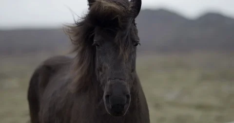 Black horse medium Stock Footage 89503359