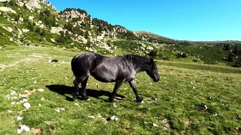 Black horse in the mountains Stock Footage 141362601