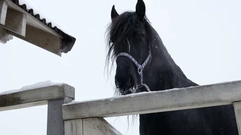 Black horse in the paddock Stock Footage