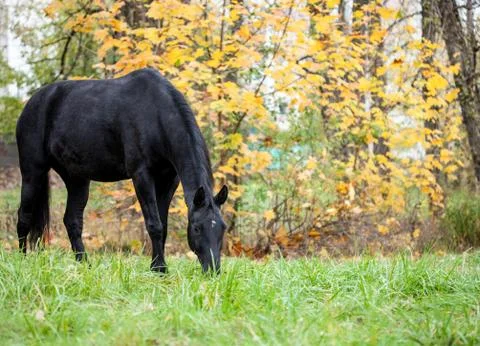 Black horse Stock Photos