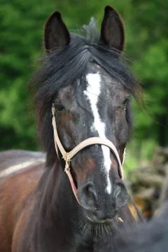 Black horse Stock Photos