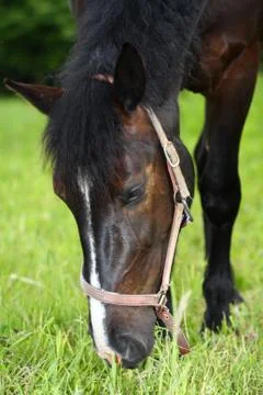 Black horse Stock Photos