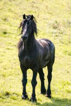 Black horse Stock Photos