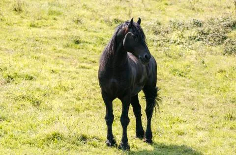 Black horse Stock Photos