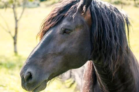 Black horse Stock Photos