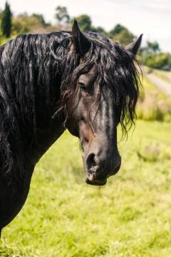 Black horse Stock Photos