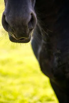 Black horse Stock Photos