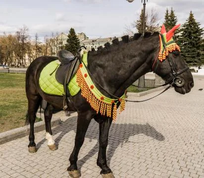 Black horse Stock Photos